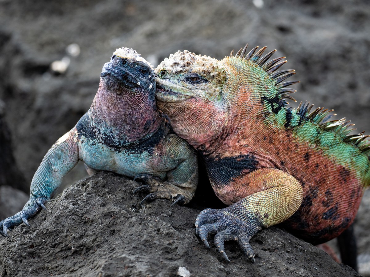 Galápagos: animals real&nbsp;close.